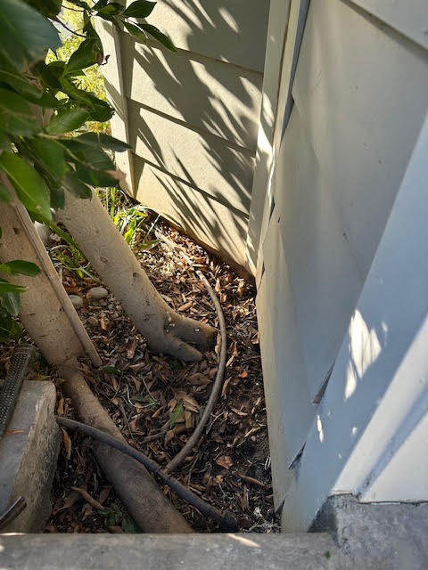 Foundation water intrusion at sill plate connection under clapboards