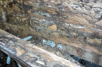 Live termites on courtyard deck steps