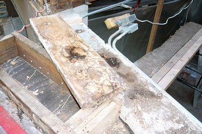 Close up view of live termites on courtyard structural beam