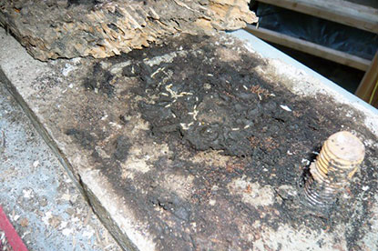 Close up view of live termites located under courtyard deck sill plate